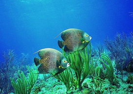 環(huán)境影響評(píng)價(jià)、排污許可證、應(yīng)急預(yù)案